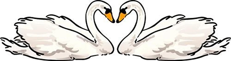 Swan Love