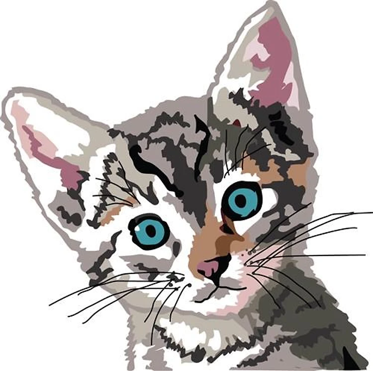 Tabby Kitten