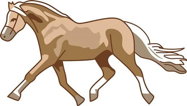 Pony