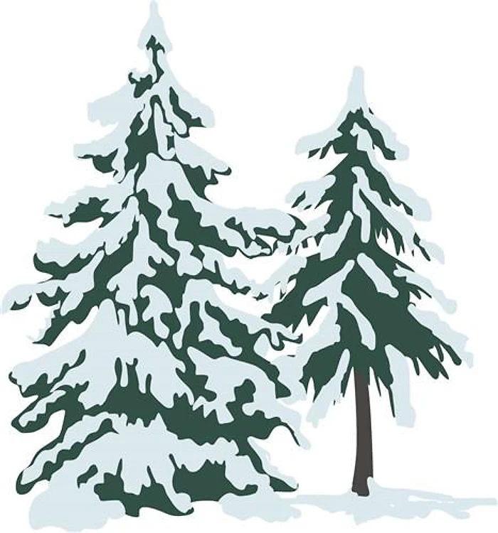 Snowy Evergreens