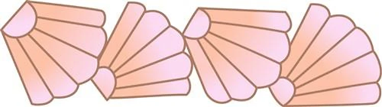 Seashell Border