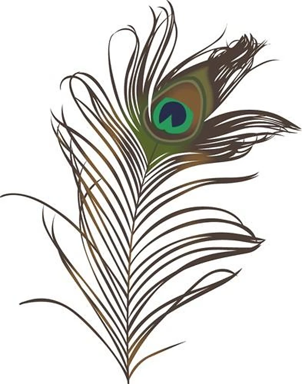 Peacock Feather