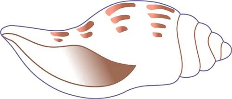 Shell Applique