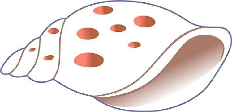 Shell Applique