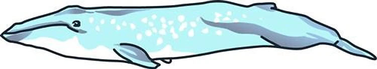 Blue Whale