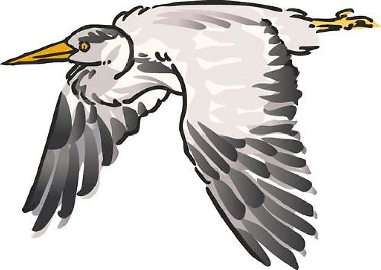 Heron In Flight