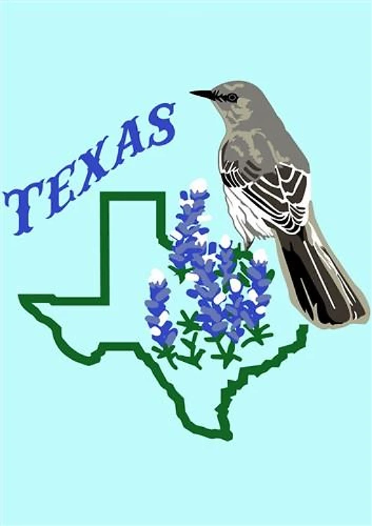 Texas Mockingbird