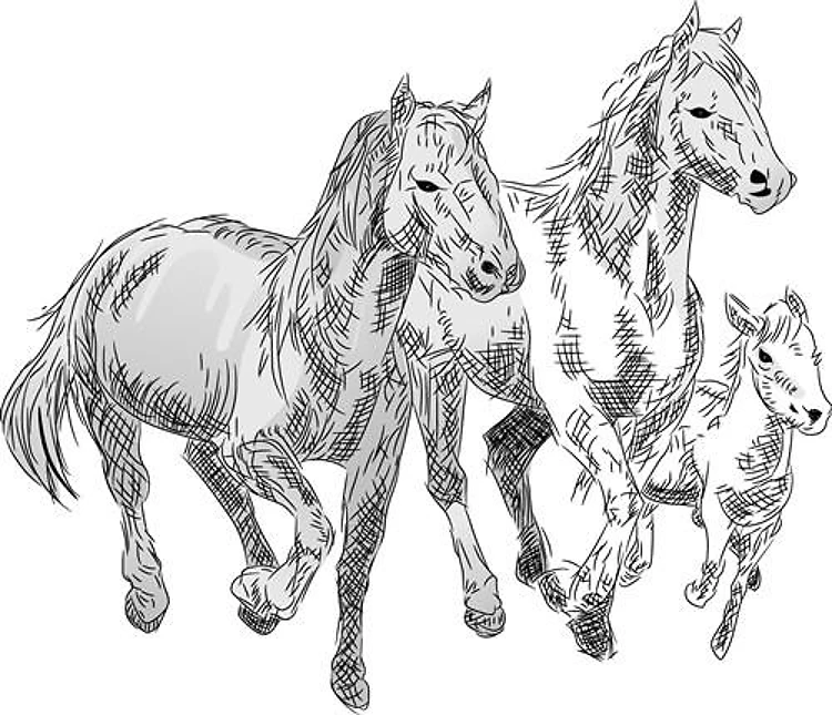 Wild Horses