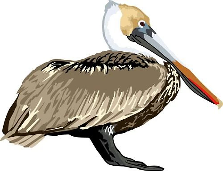 Brown Pelican