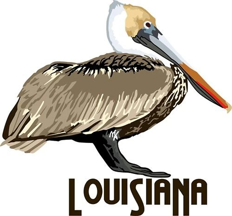 Louisiana Pelican