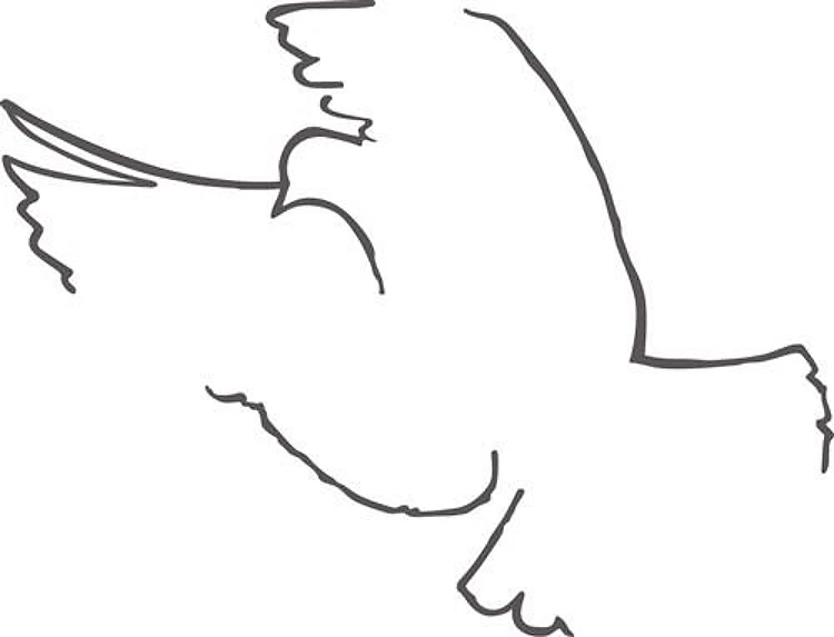 Large Dove Outline