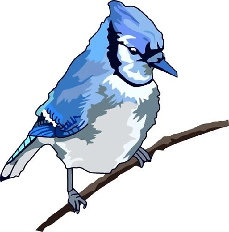 Blue Jay