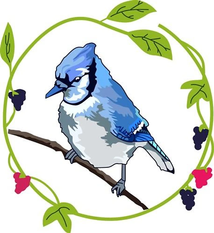Blue Jay Blackberries