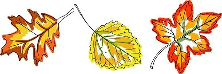 Fall Leaves Border