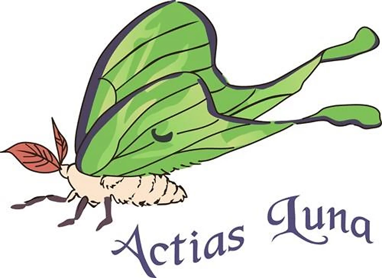 Actias Luna Moth