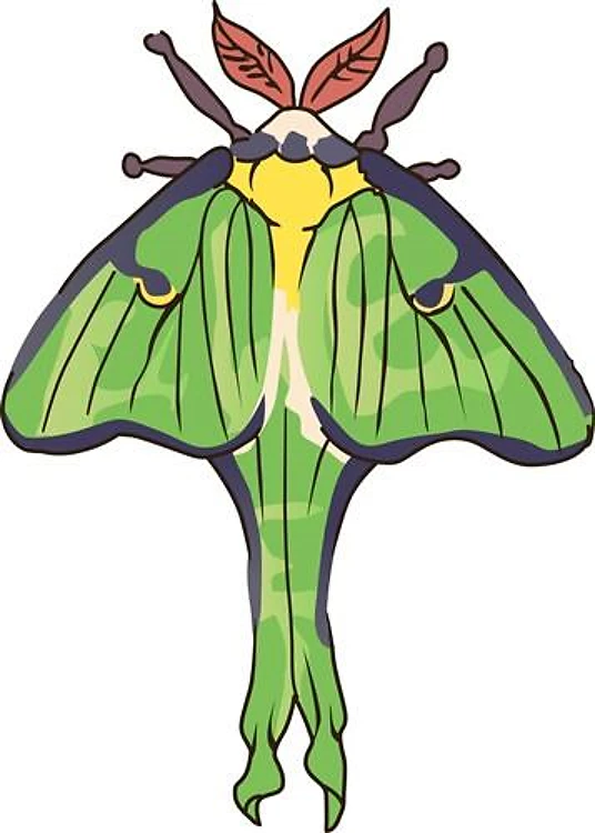 Actias Luna Moth