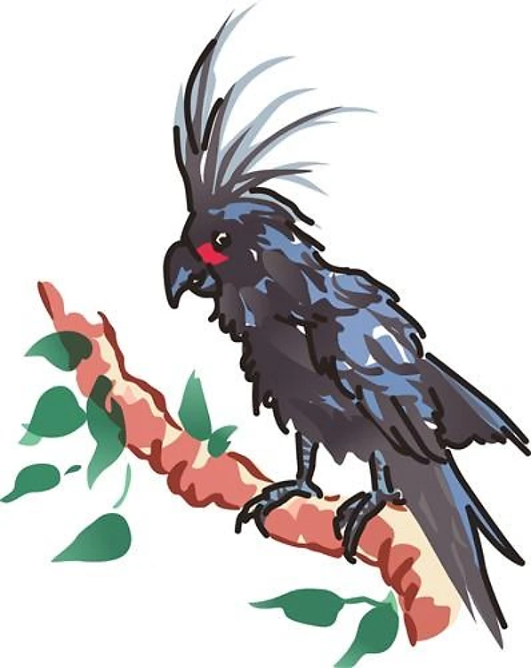 Black Palm Cockatoo