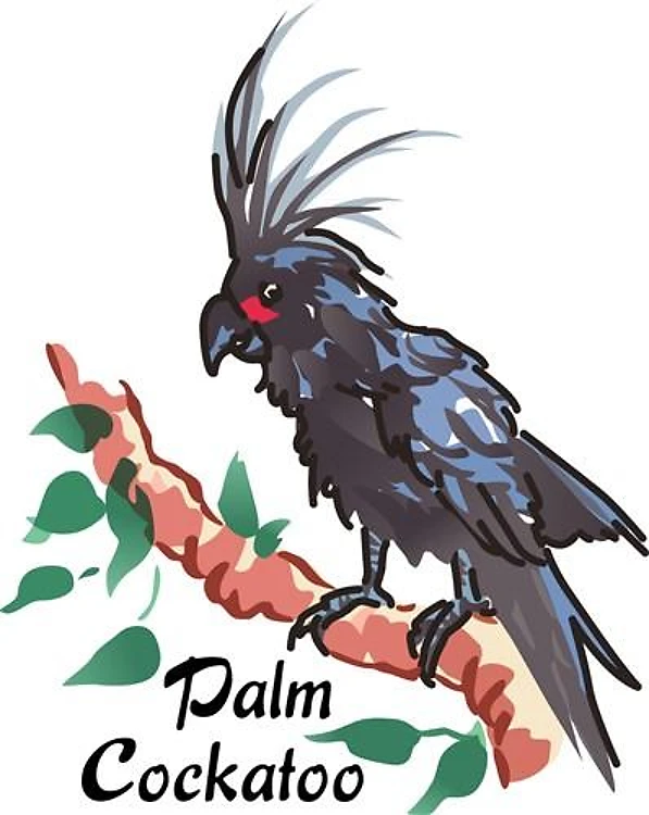 Black Palm Cockatoo