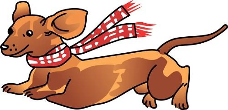Dachshund