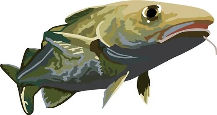 Cod Fish