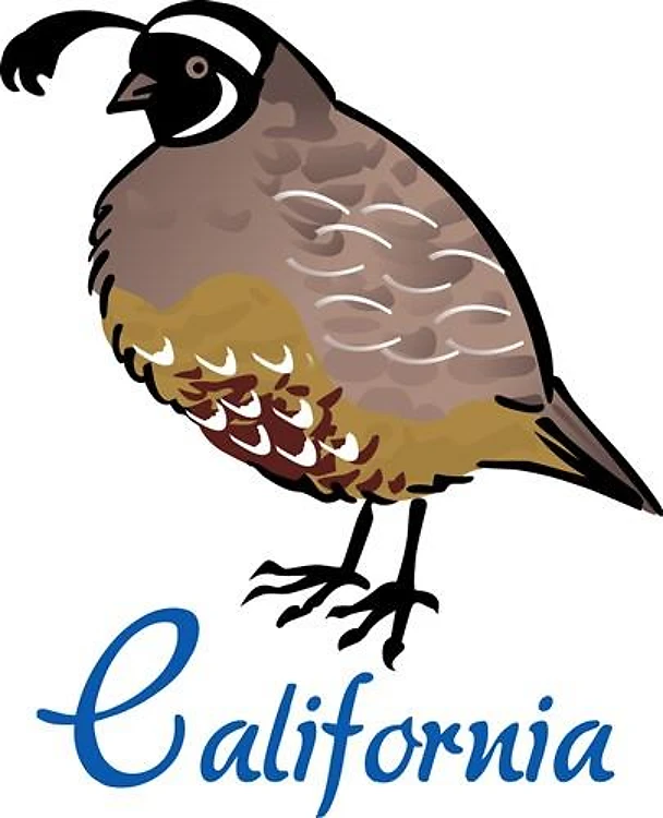 California Quail