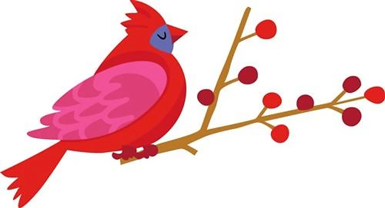 Cardinal On Branch