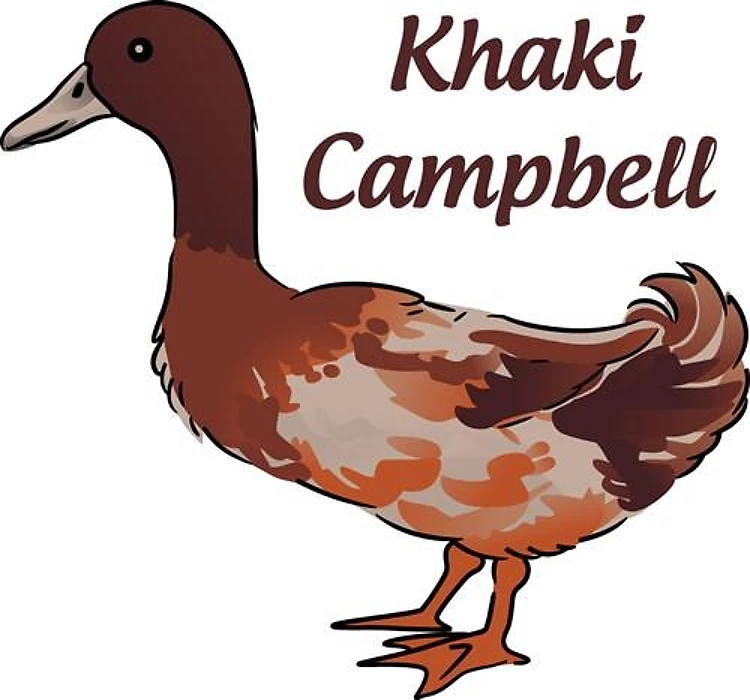 Khaki Campbell Duck