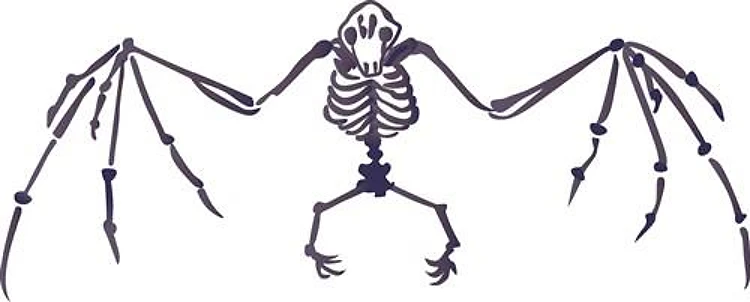 Bat Skeleton