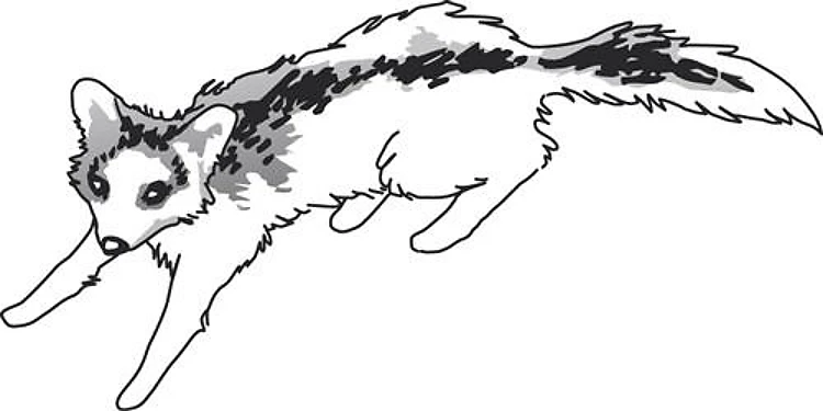 Canadian Marble Fox
