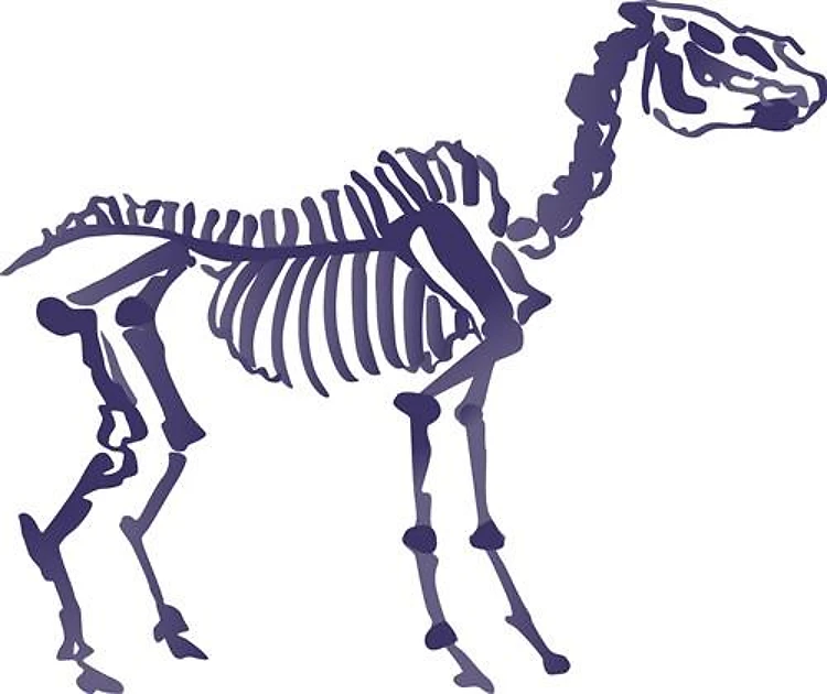 Horse Skeleton