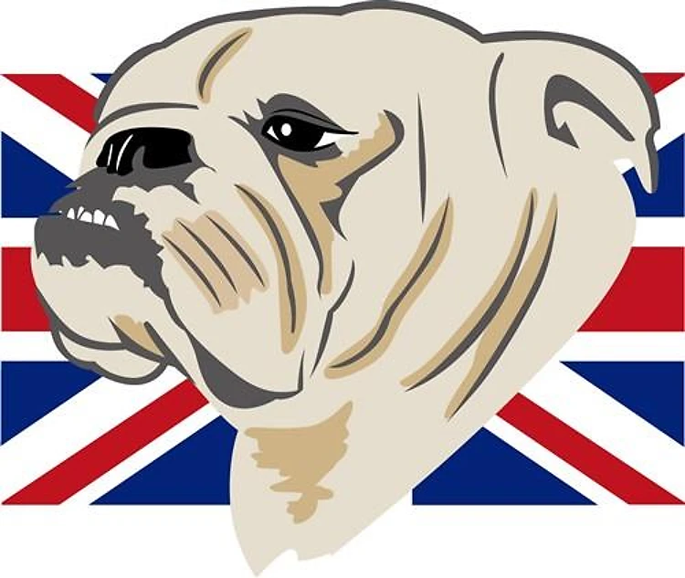 English Bulldog