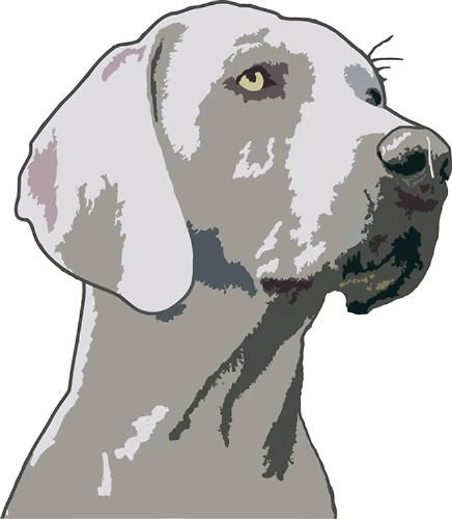Weimaraner Head
