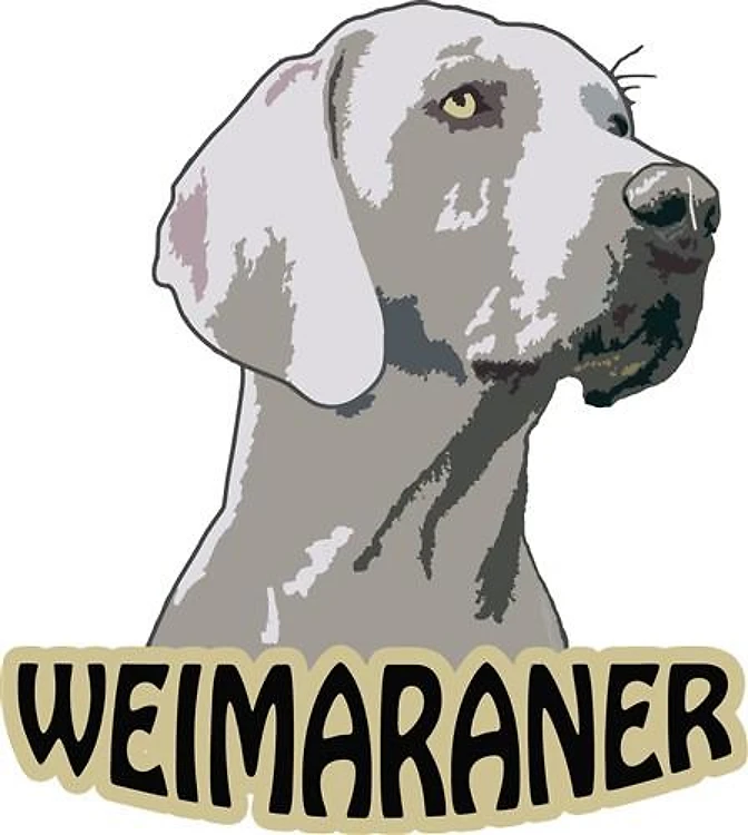 Weimaraner