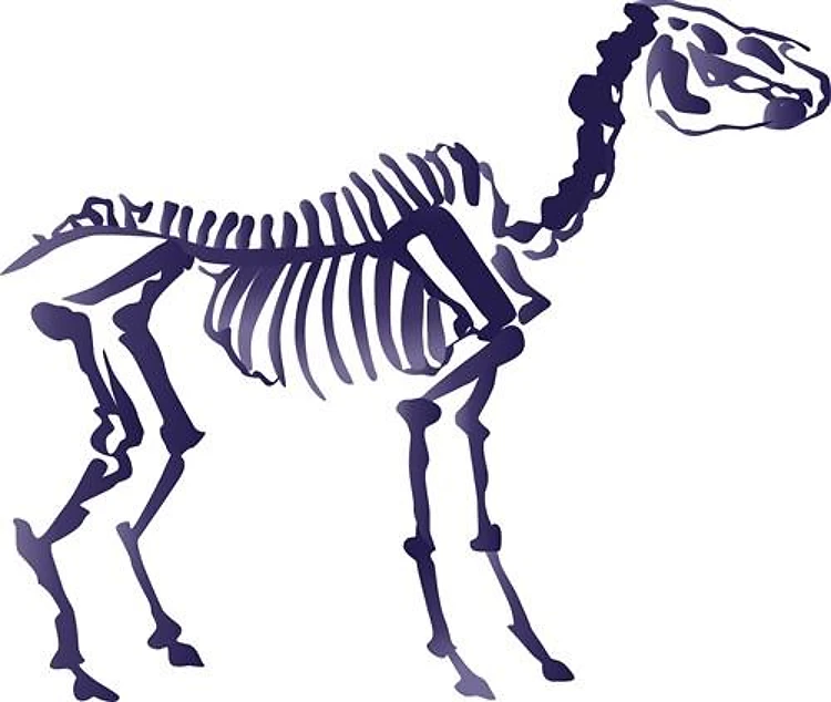 Horse Skeleton