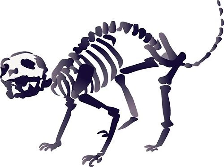 Cat Skeleton