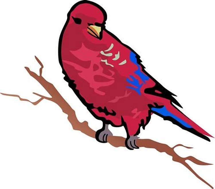 Red Lory Bird