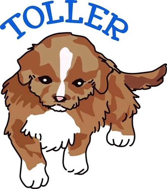 Toller Puppy