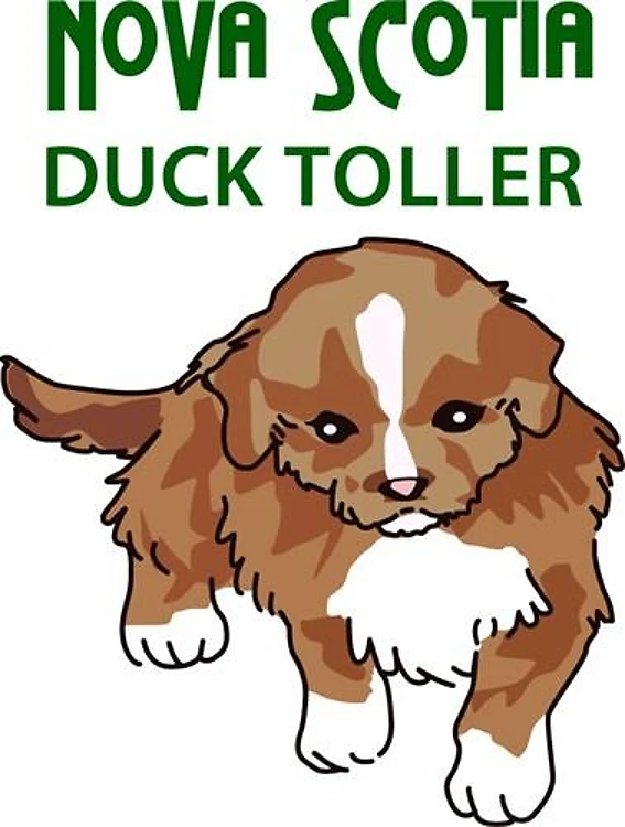 Nova Scotia Toller