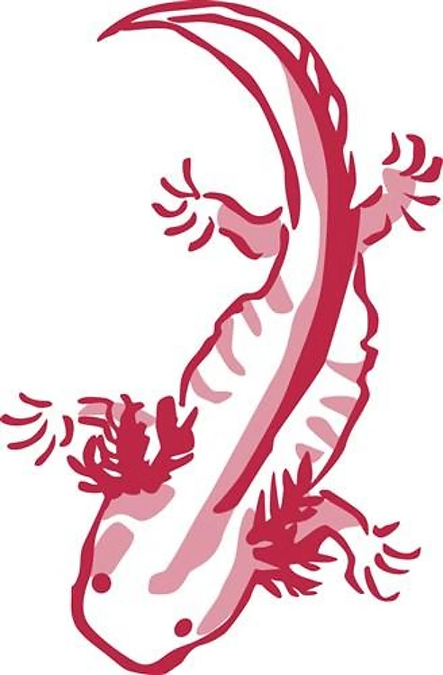 Large Axolotl