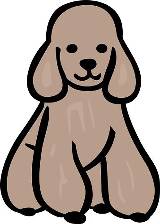 Poodle
