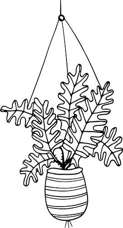 Hanging Fern
