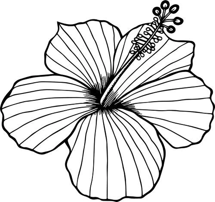 Hibiscus Outline