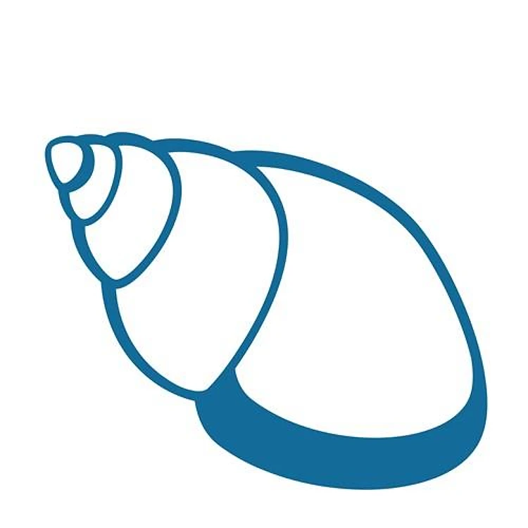 Seashell Outline