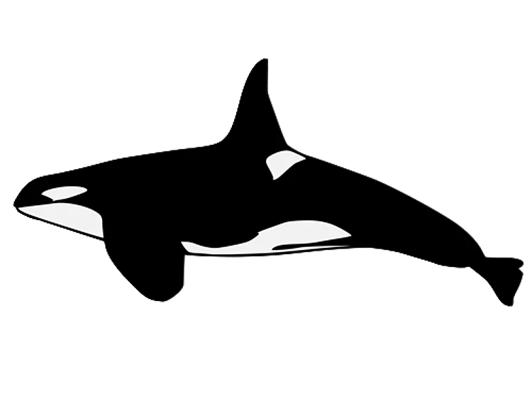Orca Whale