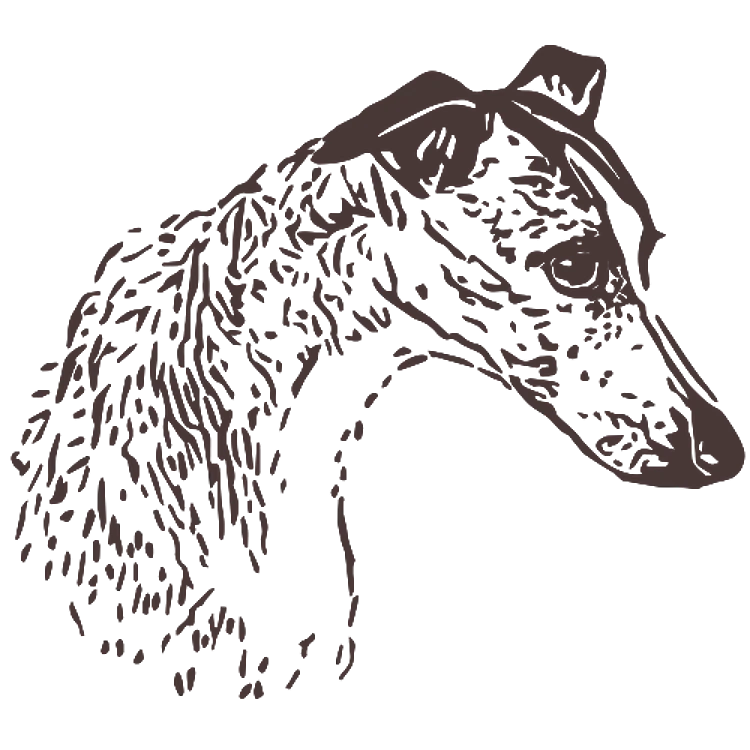 Whippet Portrait