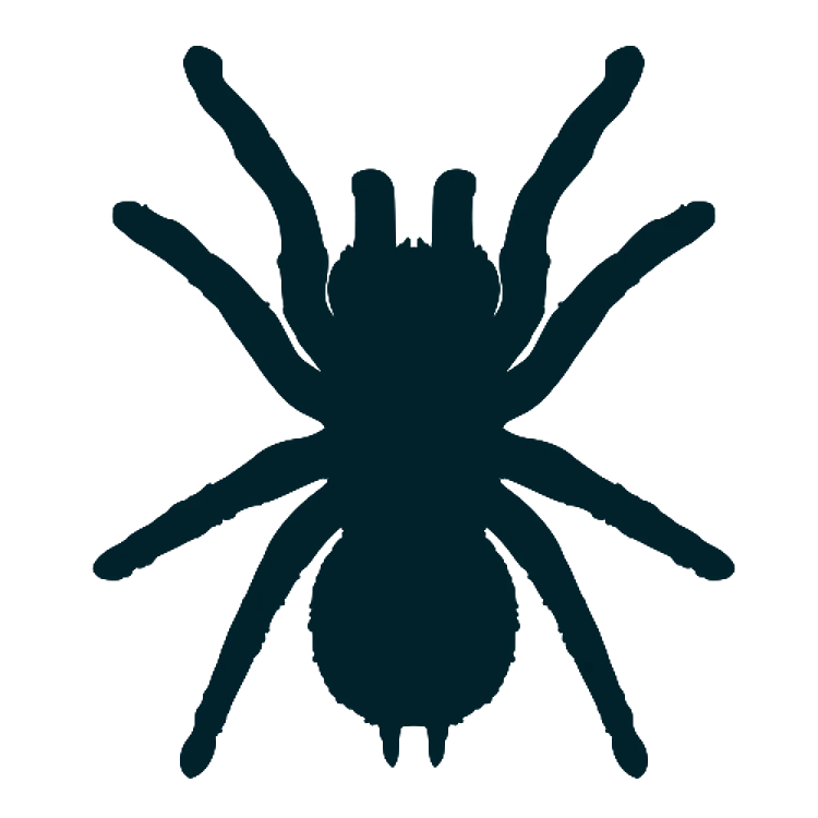 Spider Silhouette