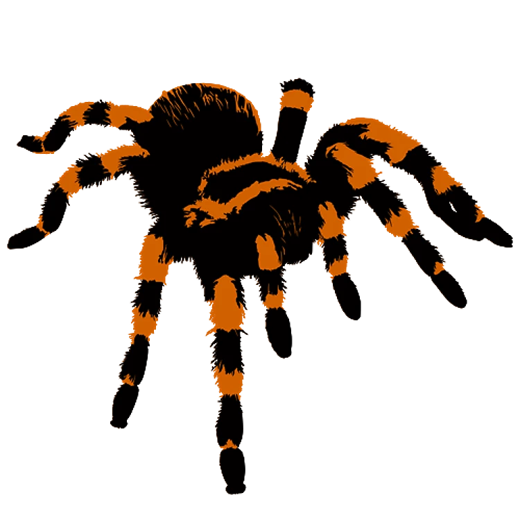 Tarantula