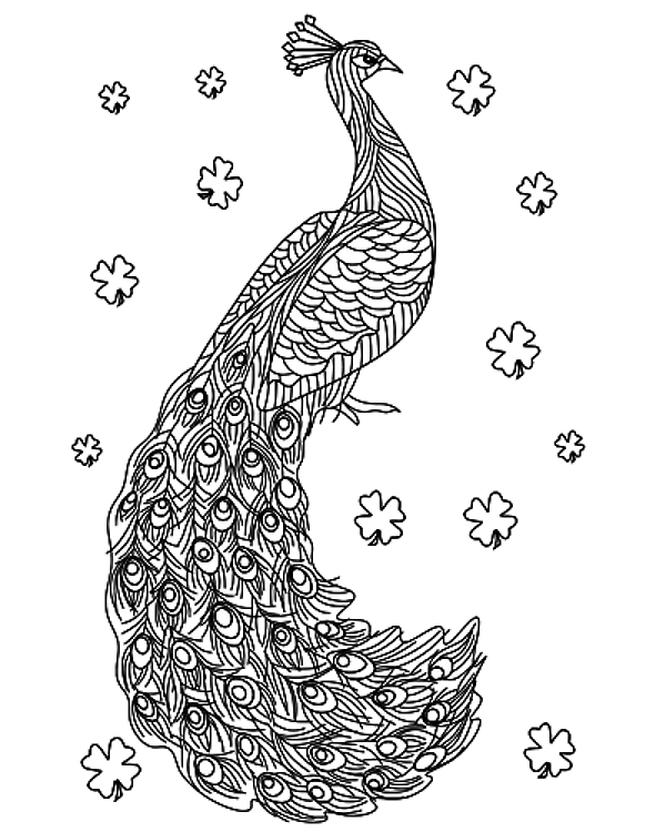 Decorative Peacock Outline