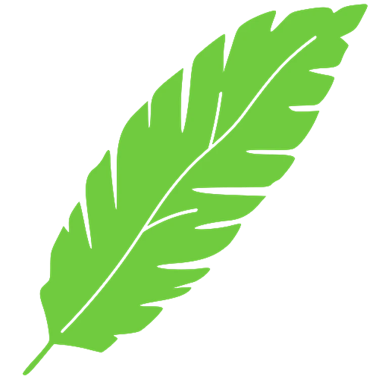 Large Tropical Leaf