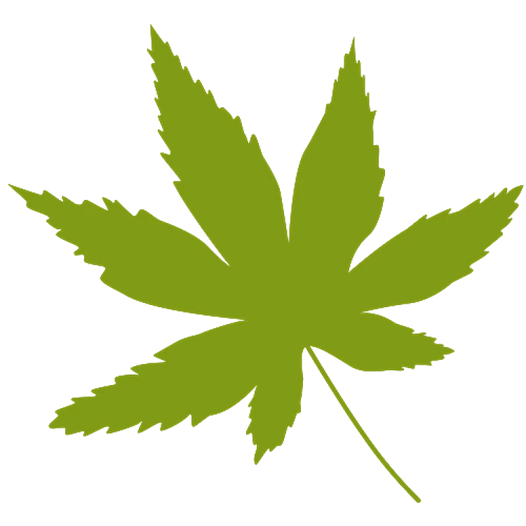 Marijuana Silhouetted Leaves
